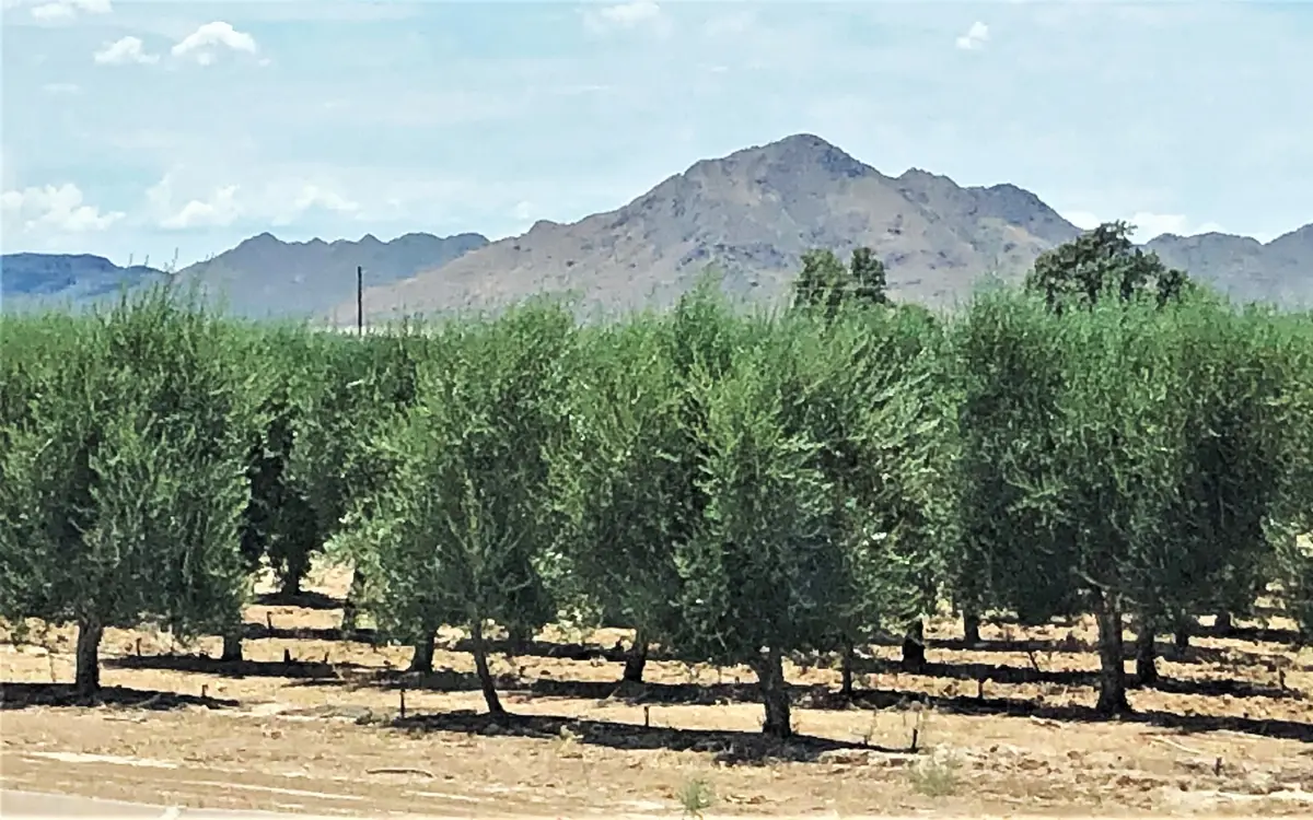 Olive grove at the Queen Creek Olive Mill with the San Tan Mountains in Queen Creek, Arizona